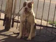 Huck e Pandora