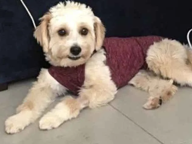 Cachorro ra a Mestiça  idade 7 a 11 meses nome Branquinha