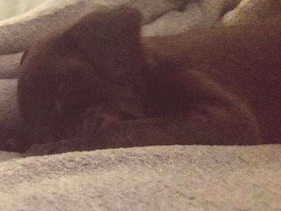 Cachorro ra a Vira-lata idade 2 a 6 meses nome Plutão