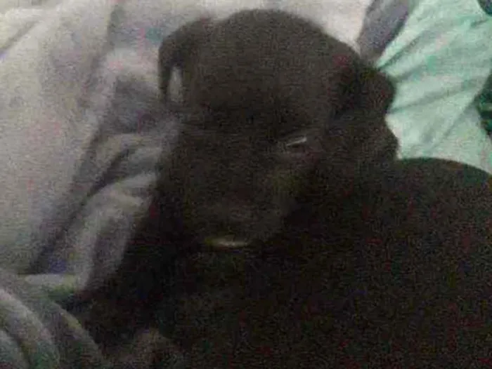 Cachorro ra a Vira-lata idade 2 a 6 meses nome Plutão
