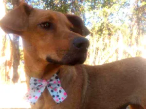 Cachorro raça Mistura  idade 3 anos nome Lolla