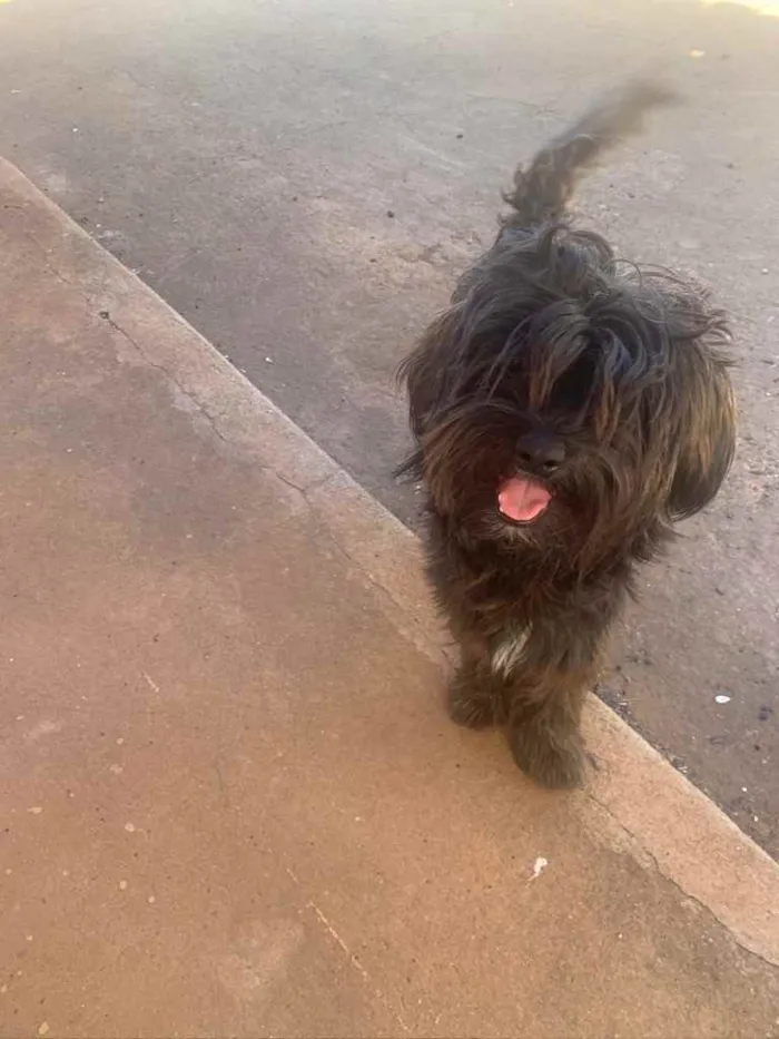 Cachorro ra a Poodle com Shitzu idade 2 anos nome Pretinho