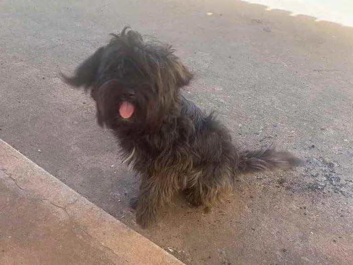 Cachorro ra a Poodle com Shitzu idade 2 anos nome Pretinho