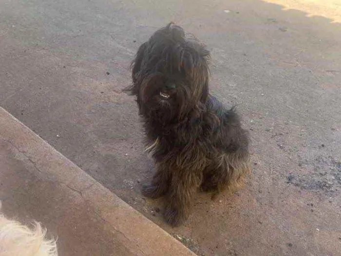 Cachorro ra a Poodle com Shitzu idade 2 anos nome Pretinho