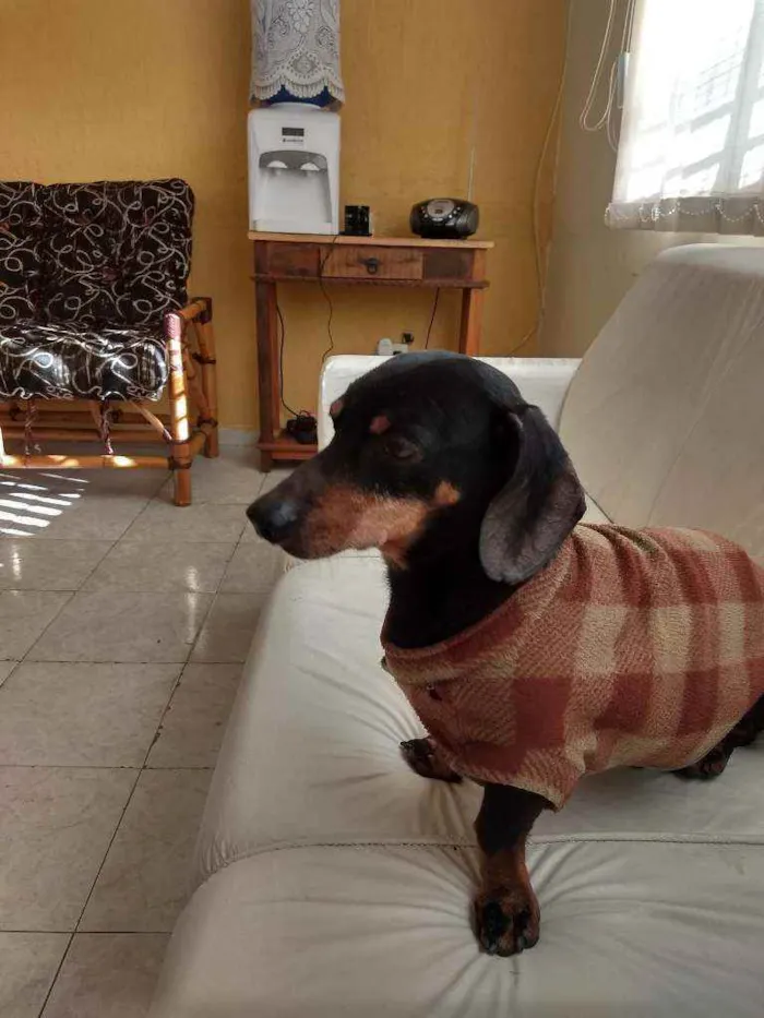 Cachorro ra a Salsicha idade  nome Salsicha