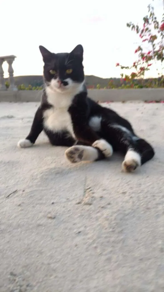 Gato ra a SRD idade 1 ano nome BATMAN