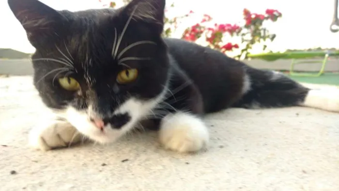 Gato ra a SRD idade 1 ano nome BATMAN