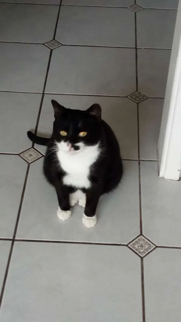 Gato ra a SRD idade 1 ano nome BATMAN