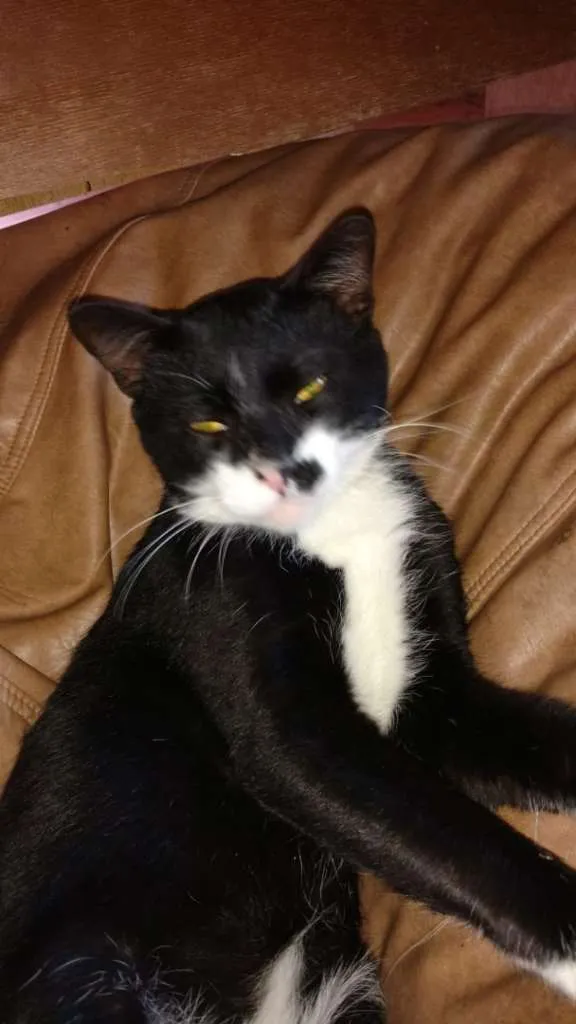 Gato ra a SRD idade 1 ano nome BATMAN