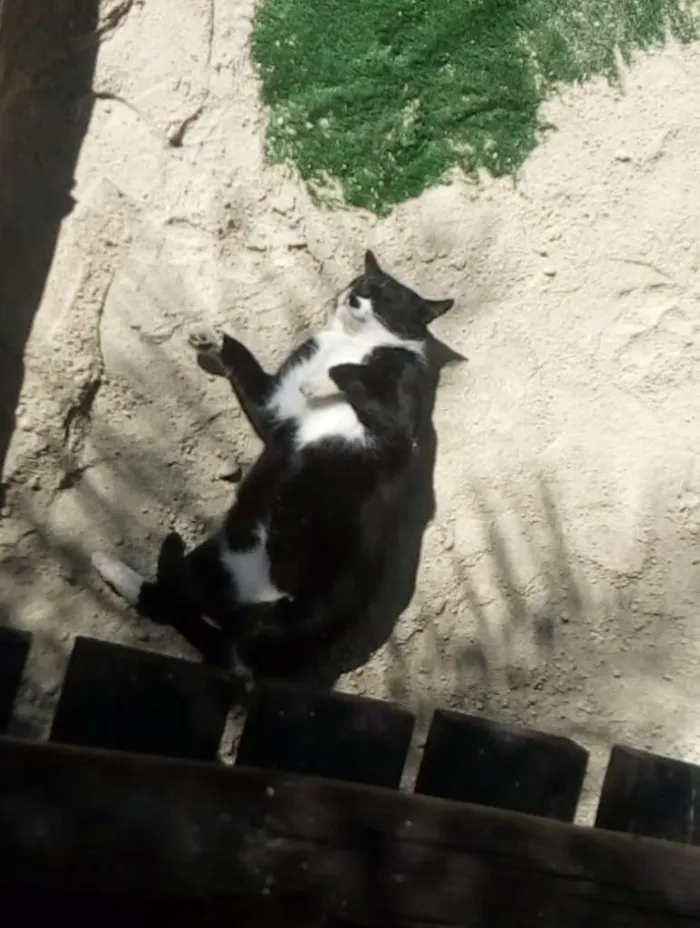 Gato ra a SRD idade 1 ano nome BATMAN