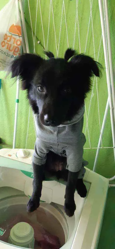 Cachorro ra a Vira Lata idade 7 a 11 meses nome Lucy