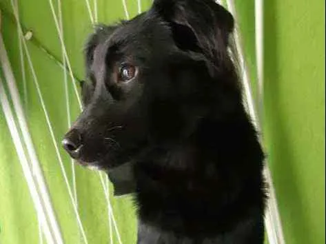Cachorro ra a Vira Lata idade 7 a 11 meses nome Lucy