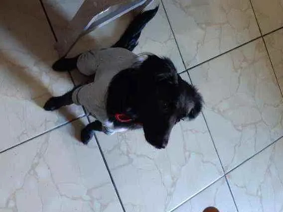 Cachorro ra a Vira Lata idade 7 a 11 meses nome Lucy