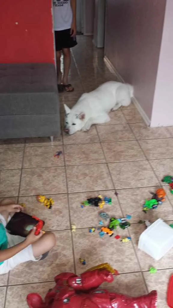 Cachorro ra a Akita Inu  idade 6 ou mais anos nome Lua 
