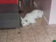 Lua 
