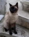 Nero belíssimo