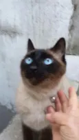 Nero belíssimo