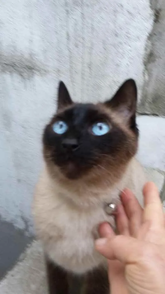 Gato ra a Siames  idade 6 ou mais anos nome Nero belíssimo