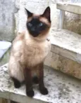 Nero belíssimo