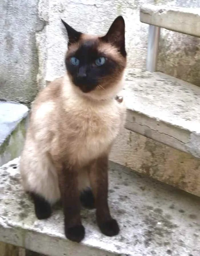 Gato ra a Siames  idade 6 ou mais anos nome Nero belíssimo