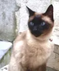 Nero belíssimo