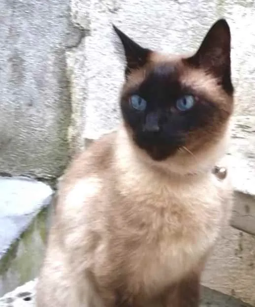 Gato ra a Siames  idade 6 ou mais anos nome Nero belíssimo