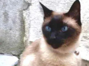 Gato raça Siames  idade 6 ou mais anos nome Nero belíssimo 