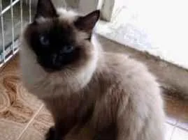 Gato ra a Siamesa  idade 2 anos nome Amanda linda gatinha