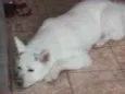 Lua 