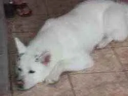 Cachorro raça Akita Inu  idade 6 ou mais anos nome Lua 
