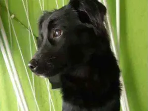 Cachorro raça Vira Lata idade 7 a 11 meses nome Lucy