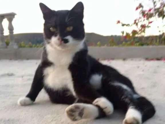 Gato ra a SRD idade 1 ano nome BATMAN