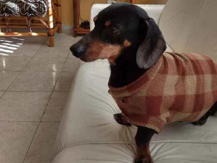 Cachorro ra a Salsicha idade  nome Salsicha