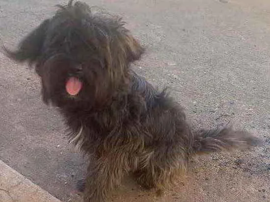 Cachorro ra a Poodle com Shitzu idade 2 anos nome Pretinho