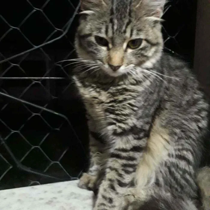Gato ra a Tigrada cinza  idade 2 a 6 meses nome JADE