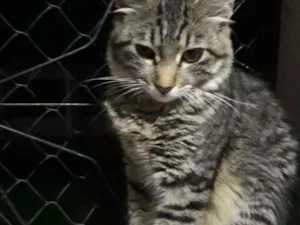 Gato raça Tigrada cinza  idade 2 a 6 meses nome JADE