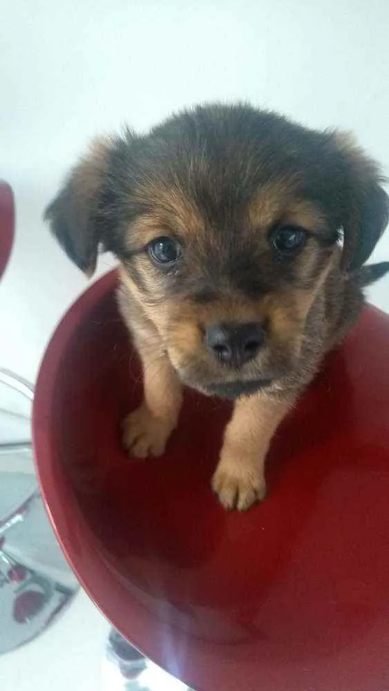 Cachorro ra a INDEFINIDA idade 2 a 6 meses nome AMORA