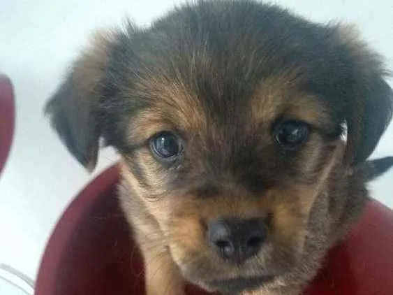 Cachorro ra a INDEFINIDA idade 2 a 6 meses nome AMORA