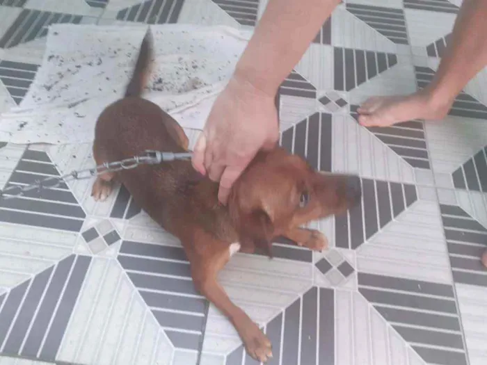 Cachorro raça Vira  lata idade 1 ano nome Nino