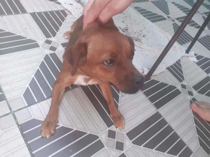 Cachorro raça Vira  lata idade 1 ano nome Nino