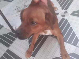 Cachorro raça Vira  lata idade 1 ano nome Nino