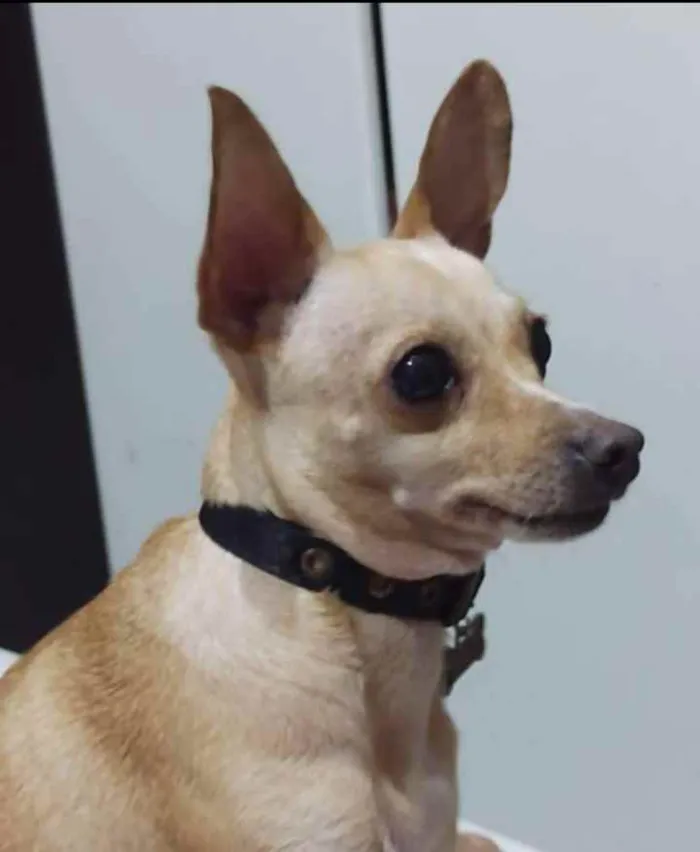 Cachorro ra a Pinscher idade 6 ou mais anos nome Bridgite