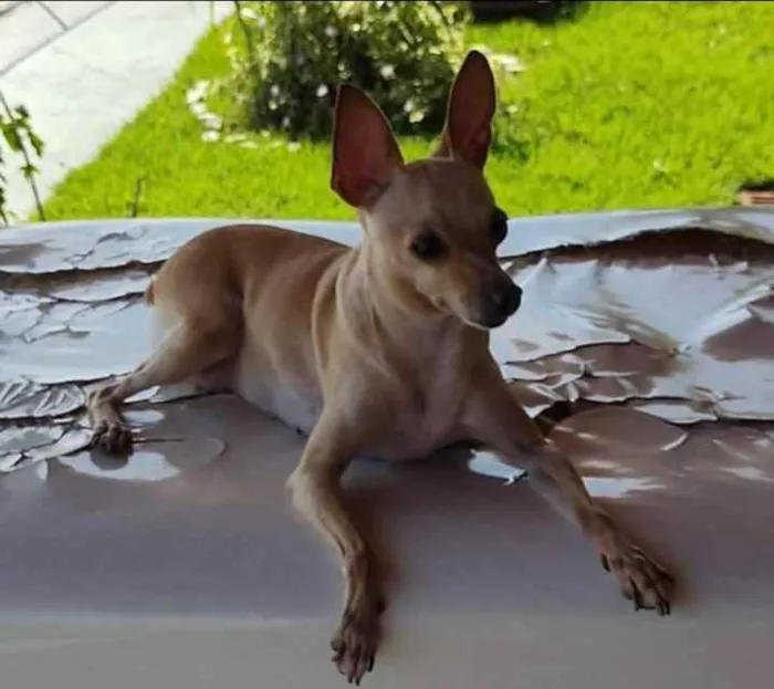 Cachorro ra a Pinscher idade 6 ou mais anos nome Bridgite