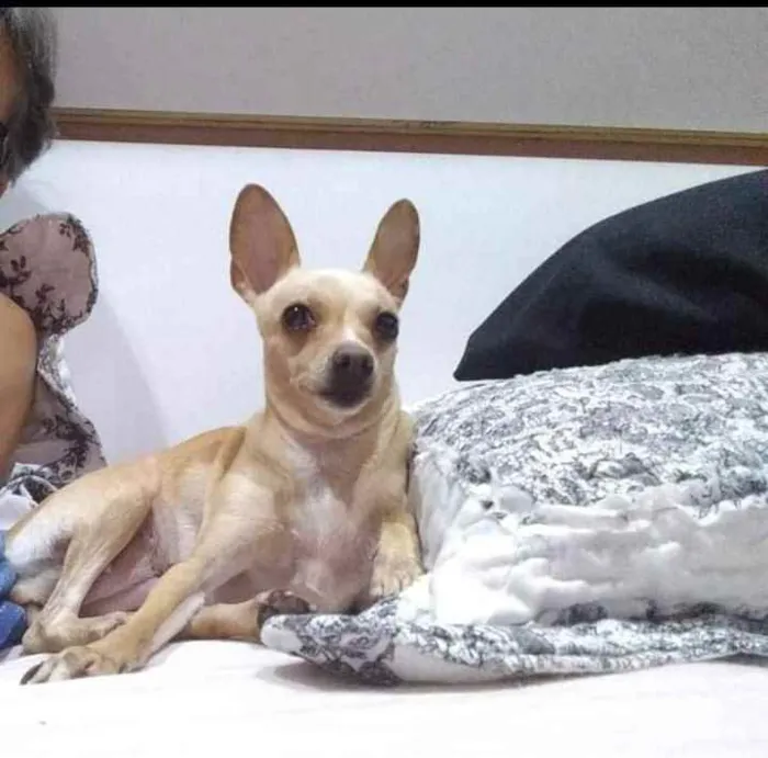 Cachorro ra a Pinscher idade 6 ou mais anos nome Bridgite