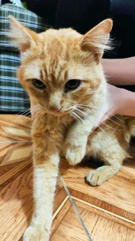 Gato ra a SRD idade 3 anos nome Sem nome