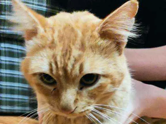 Gato ra a SRD idade 3 anos nome Sem nome