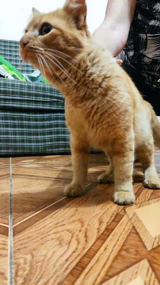 Gato ra a SRD idade 3 anos nome Sem nome
