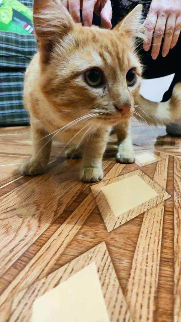 Gato ra a SRD idade 3 anos nome Sem nome