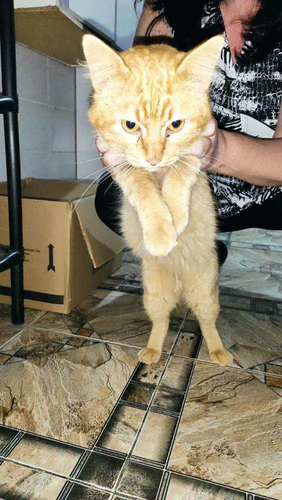 Gato ra a SRD idade 3 anos nome Sem nome