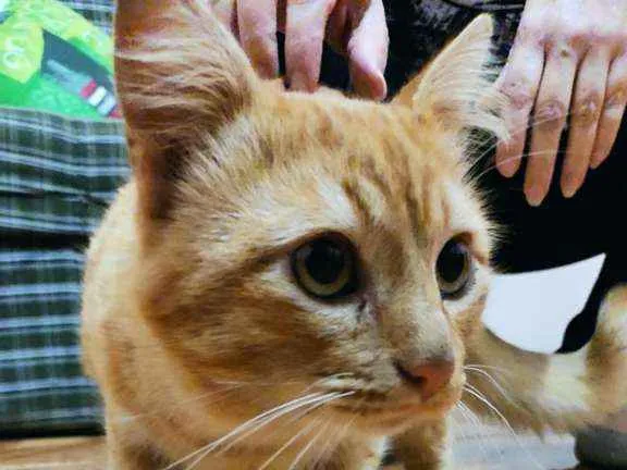 Gato ra a SRD idade 3 anos nome Sem nome